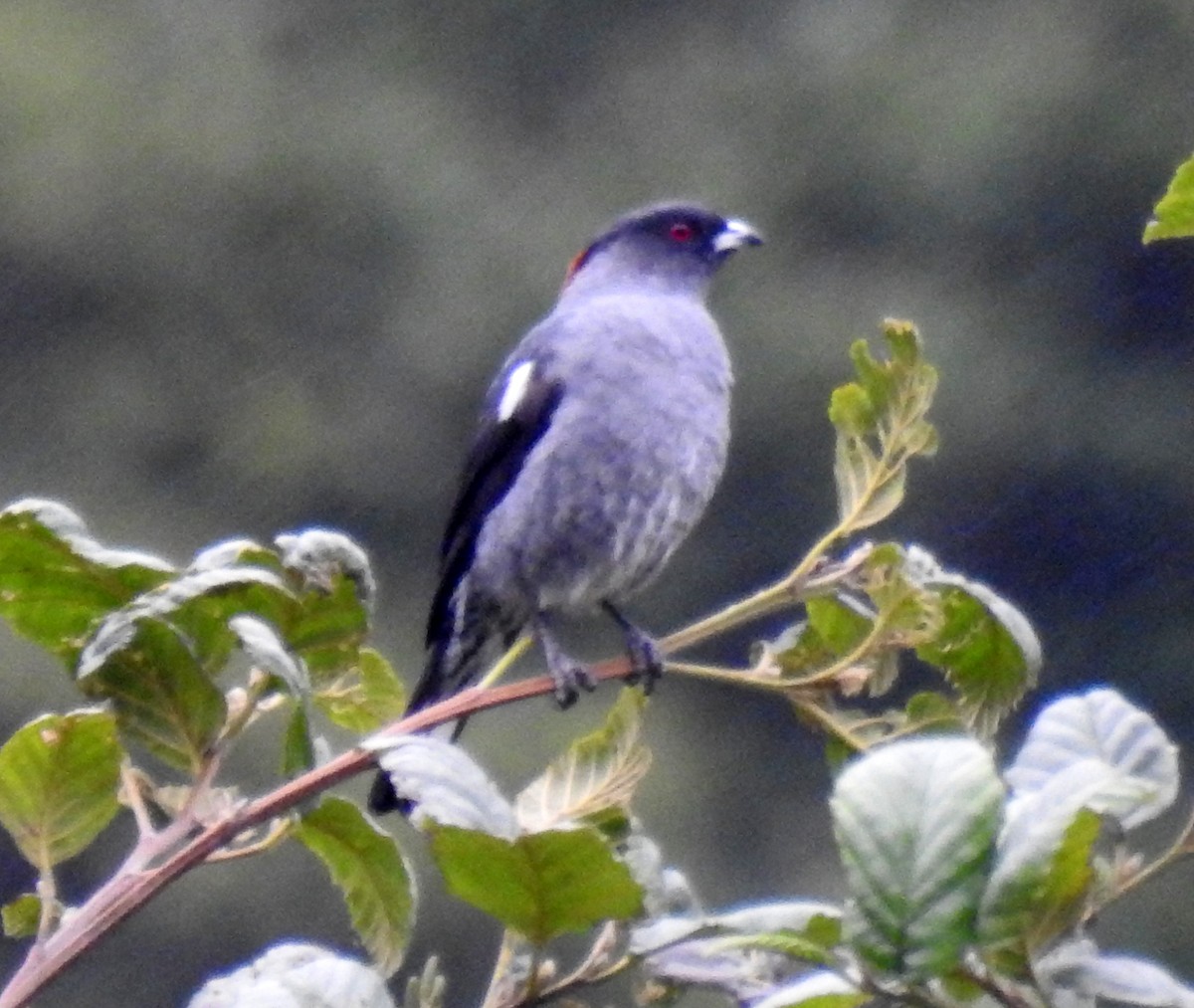 Cotinga Crestirrojo - ML175126711