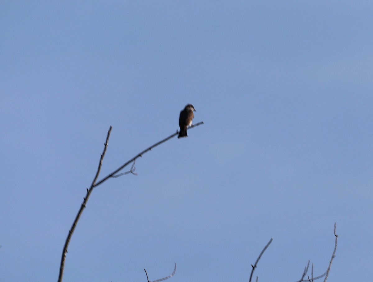 Eastern Kingbird - ML175127911