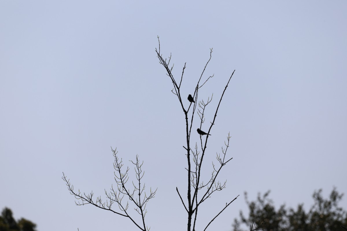 Eastern Kingbird - ML175127961