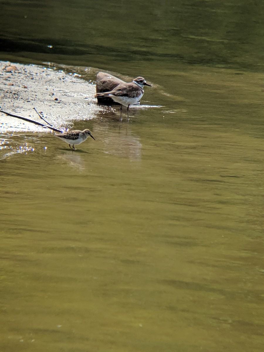 Least Sandpiper - ML175128531