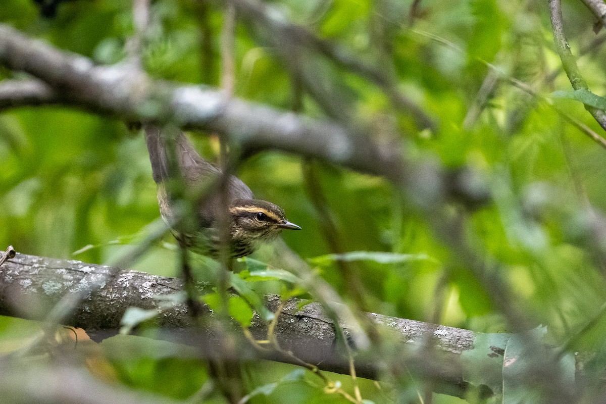 Northern Waterthrush - ML175128591