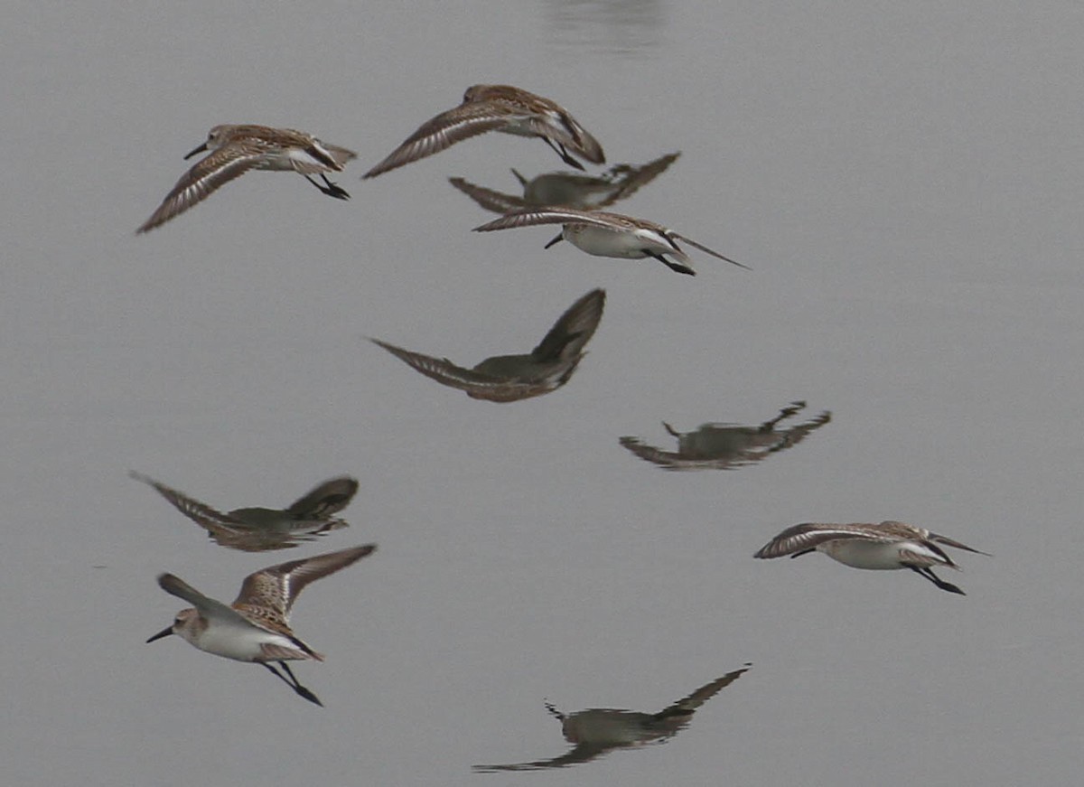 Western Sandpiper - Tracy Drake