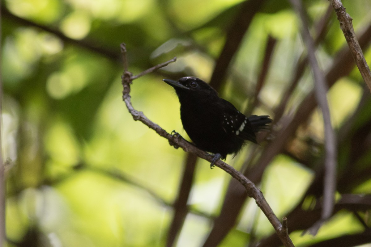 Dot-winged Antwren - ML175129191