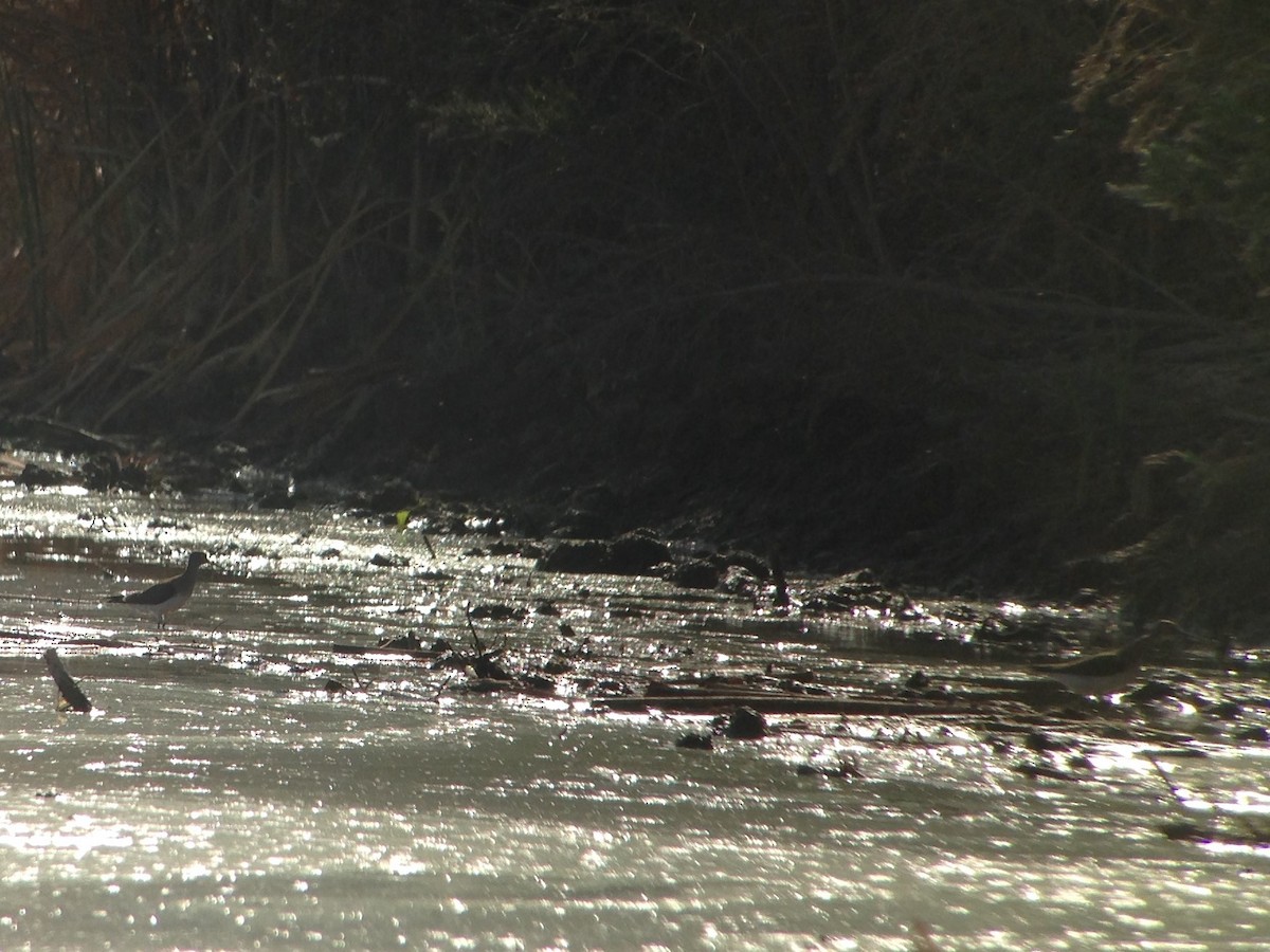 Solitary Sandpiper - ML175129341