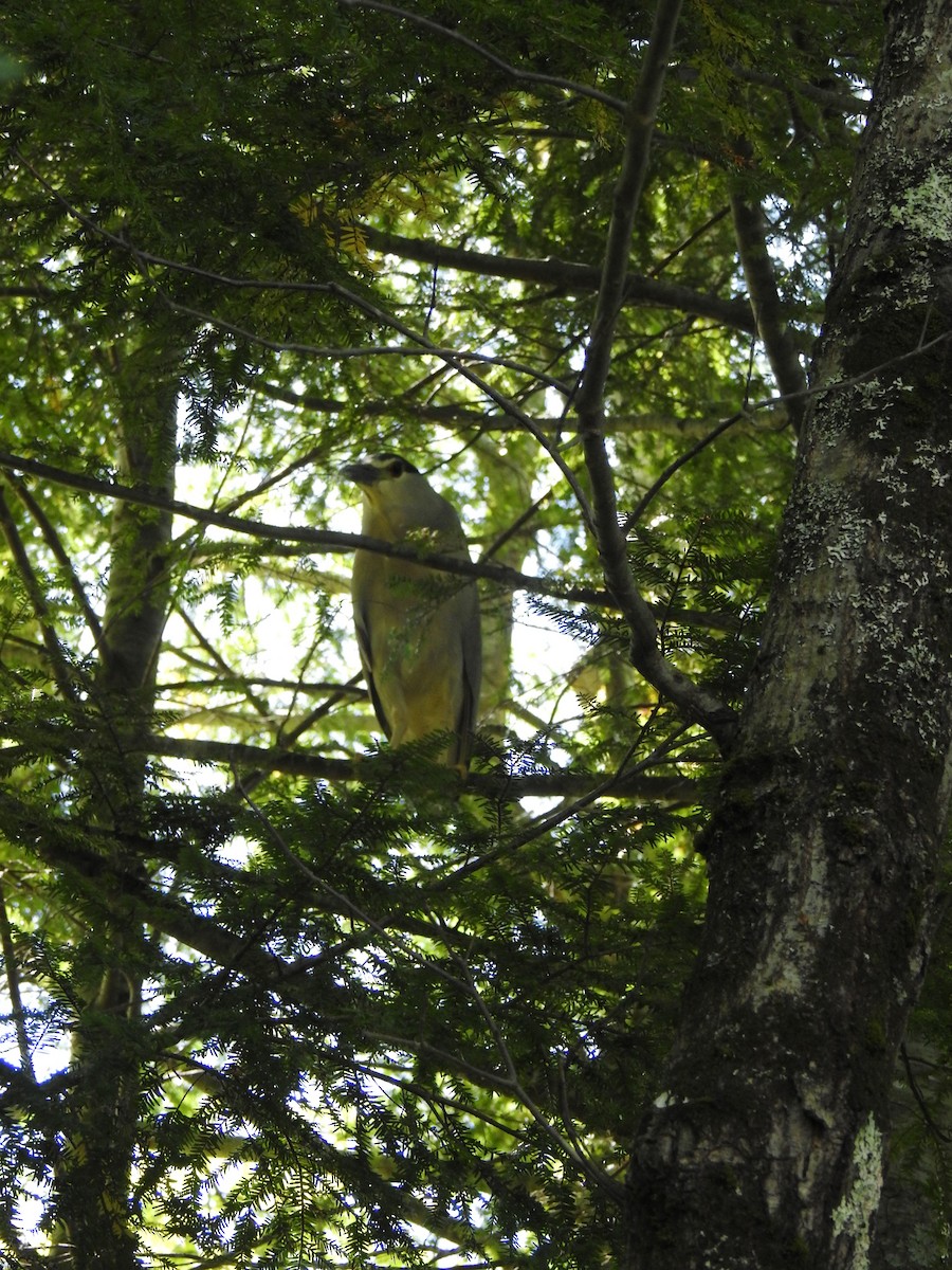 Black-crowned Night Heron - ML175129451