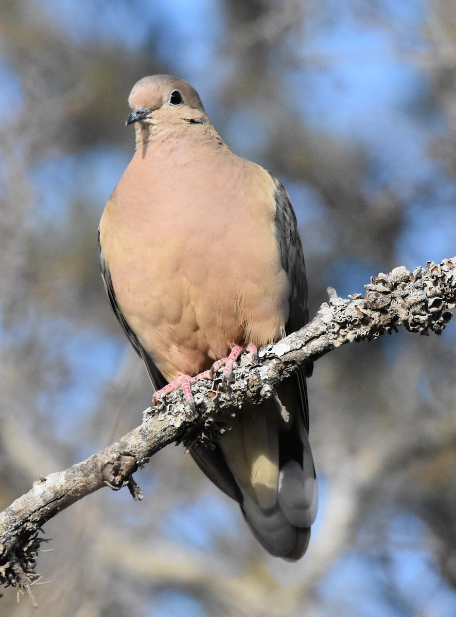 Eared Dove - ML175130711