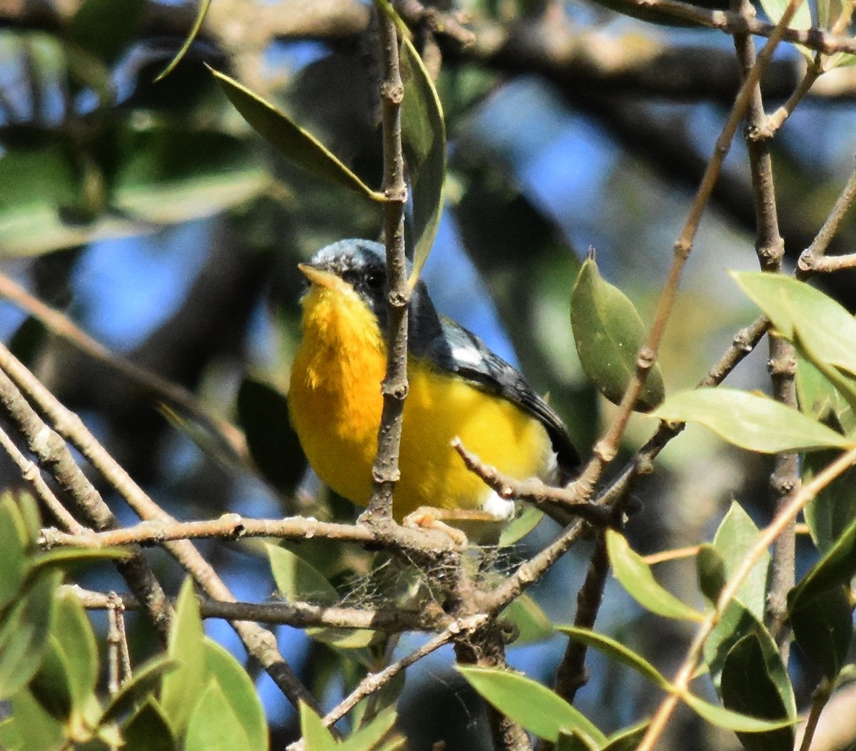 Parula Pitiayumí - ML175131321