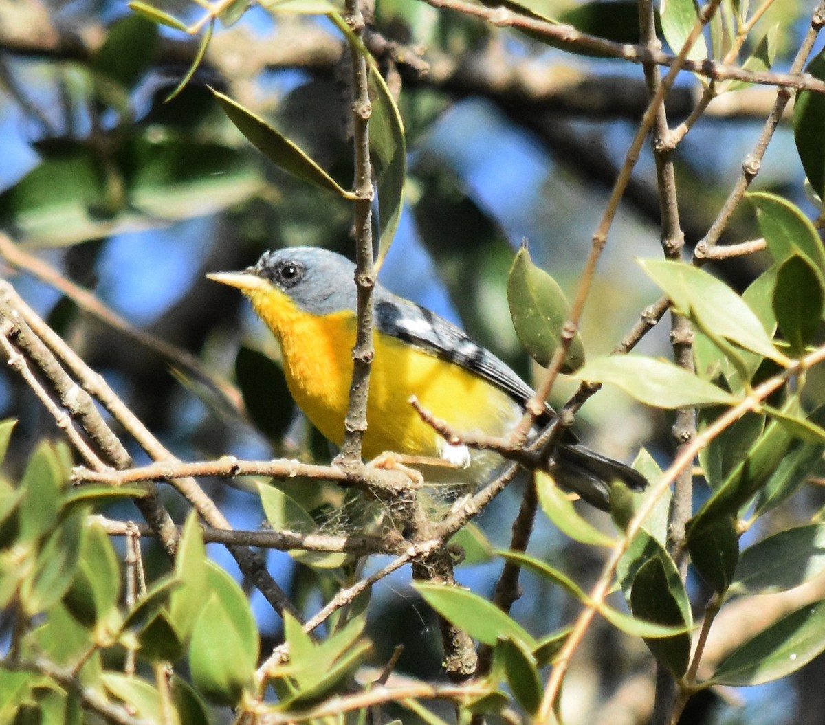 Parula Pitiayumí - ML175131341