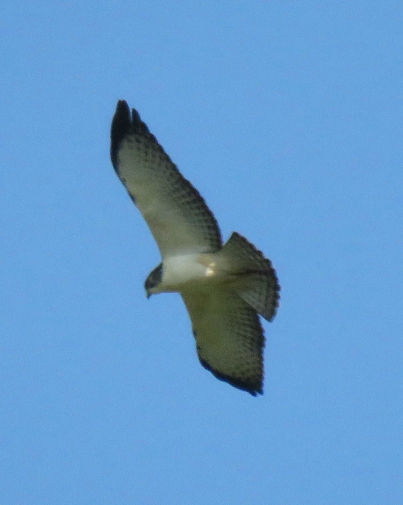 Short-tailed Hawk - Paul Stufkens