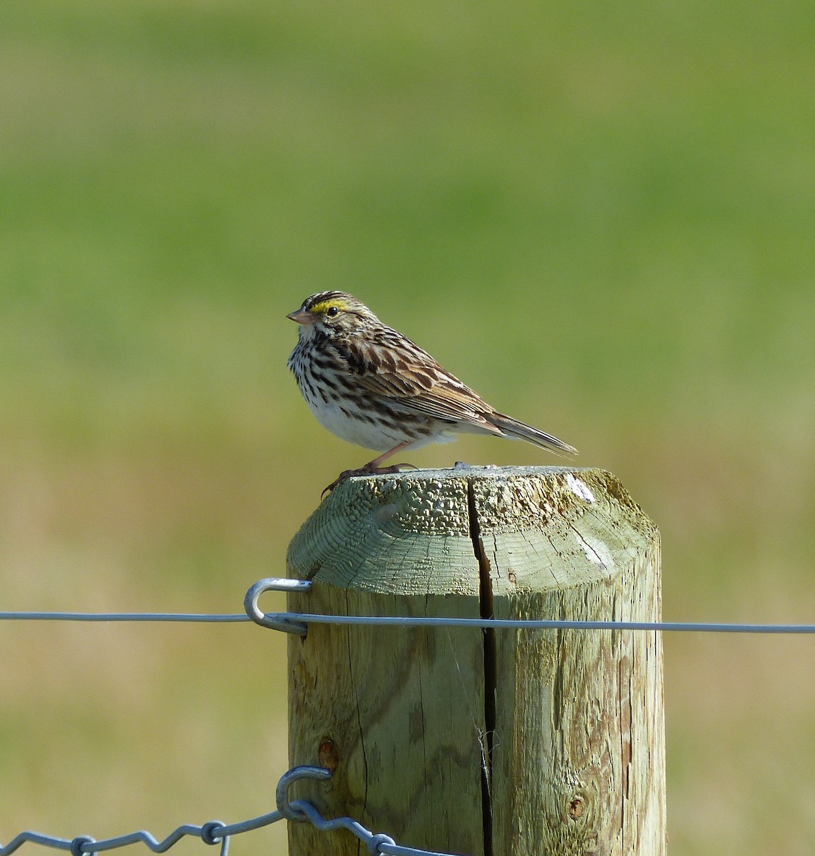 Savannah Sparrow - Laura Stewart