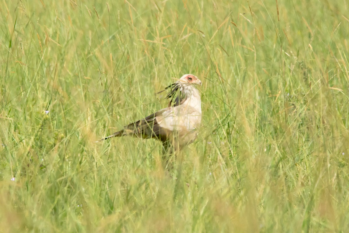 Secretarybird - Victor Hugo Michelini