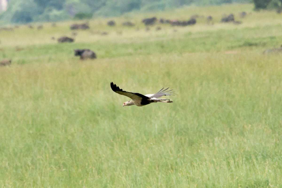 Secretarybird - Victor Hugo Michelini