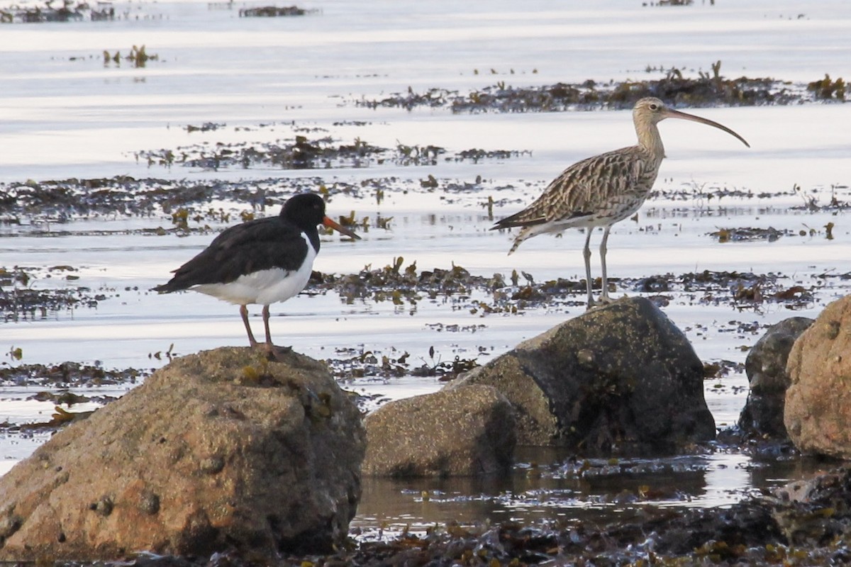 Eurasian Oystercatcher - Liam Norton