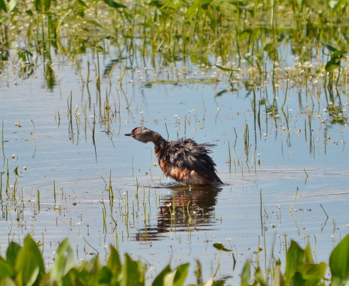 Horned Grebe - ML175139241