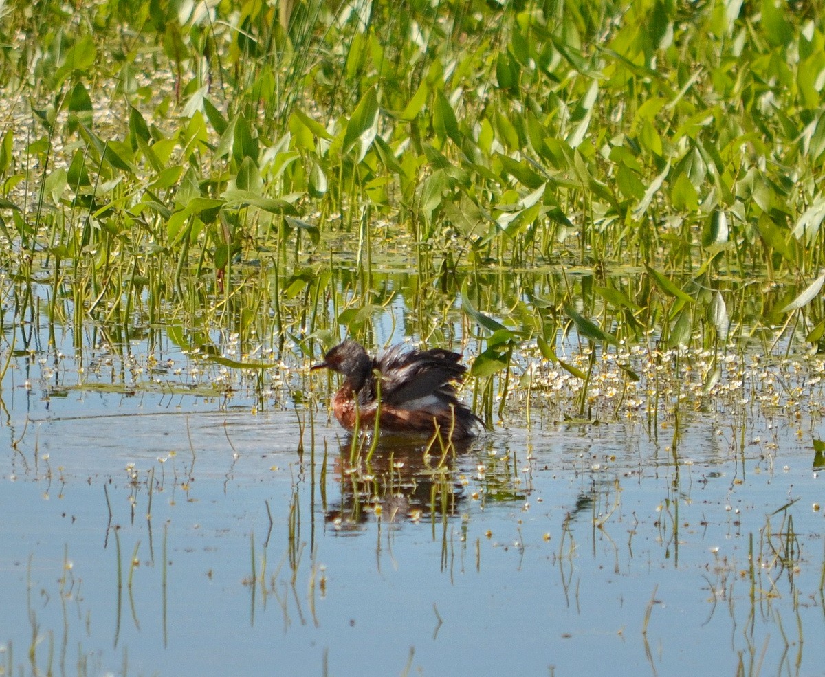 Horned Grebe - ML175139261