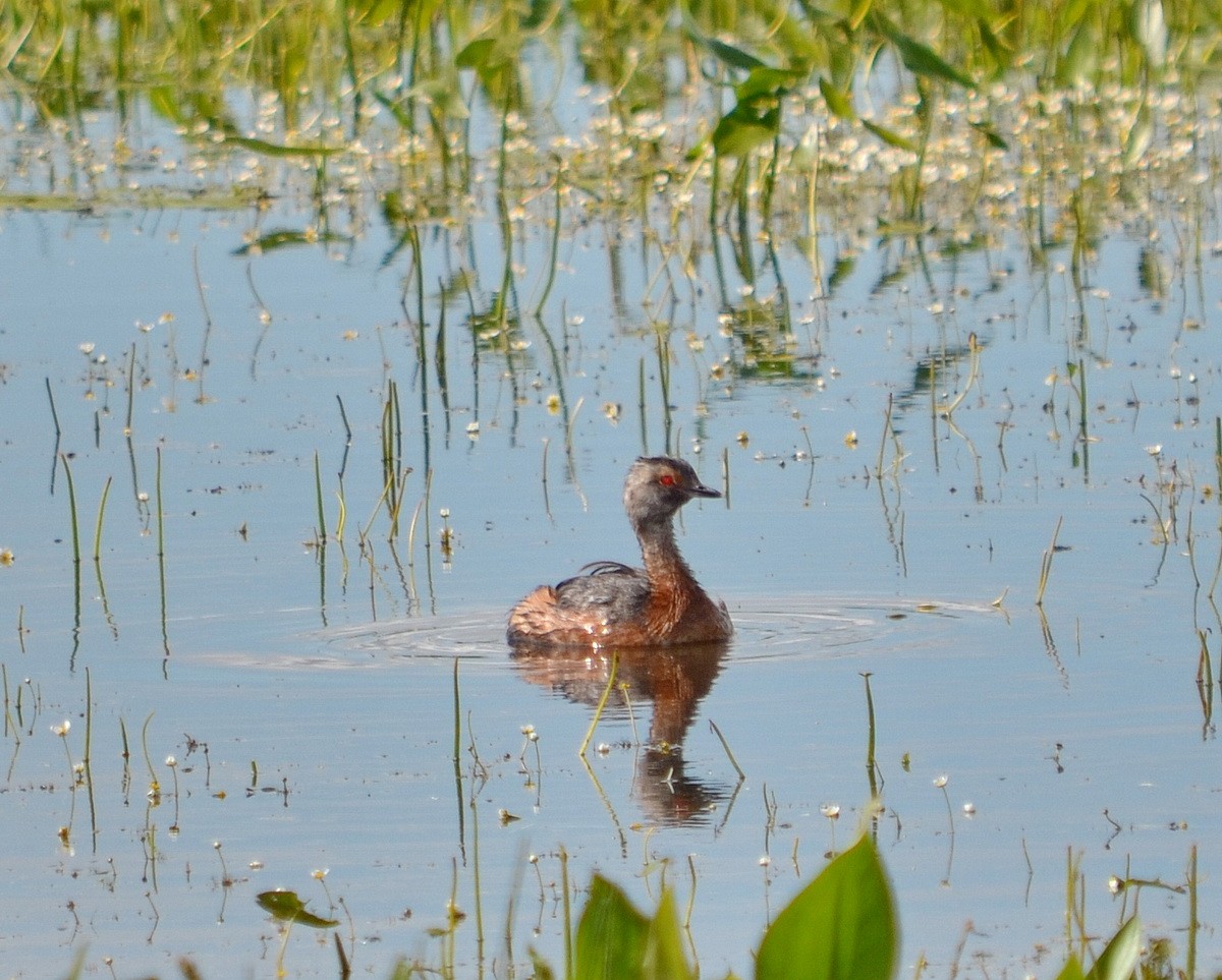 Horned Grebe - ML175139271