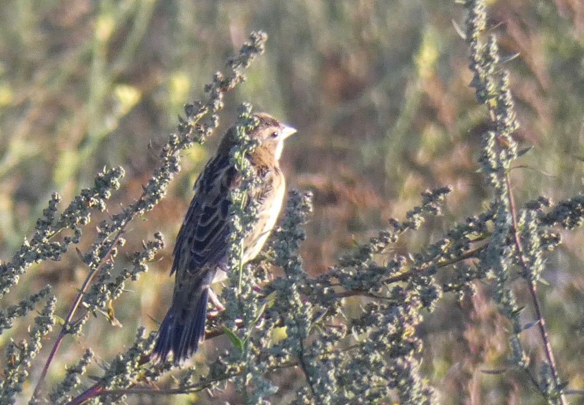 bobolink - ML175141021