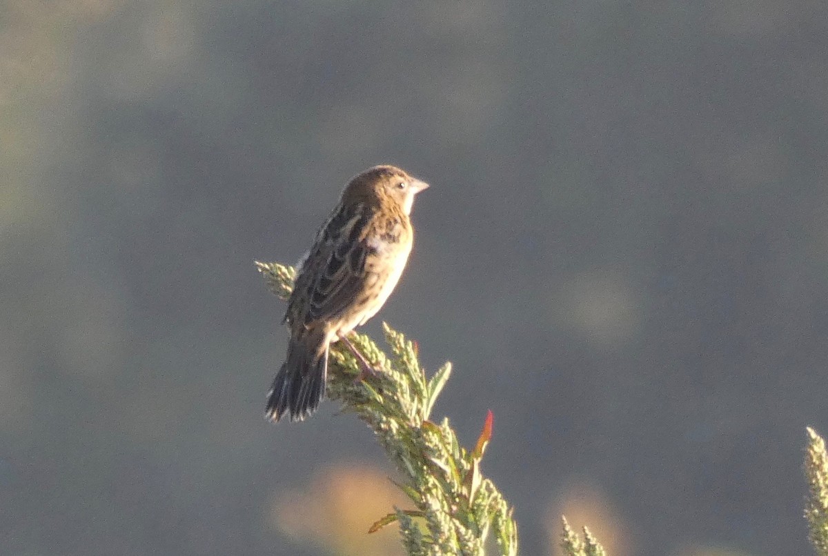 bobolink - ML175141081