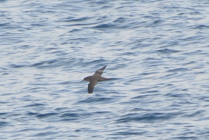 Sooty Shearwater - ML175141471