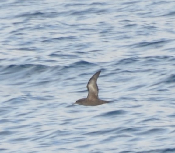 Sooty Shearwater - John Lewis