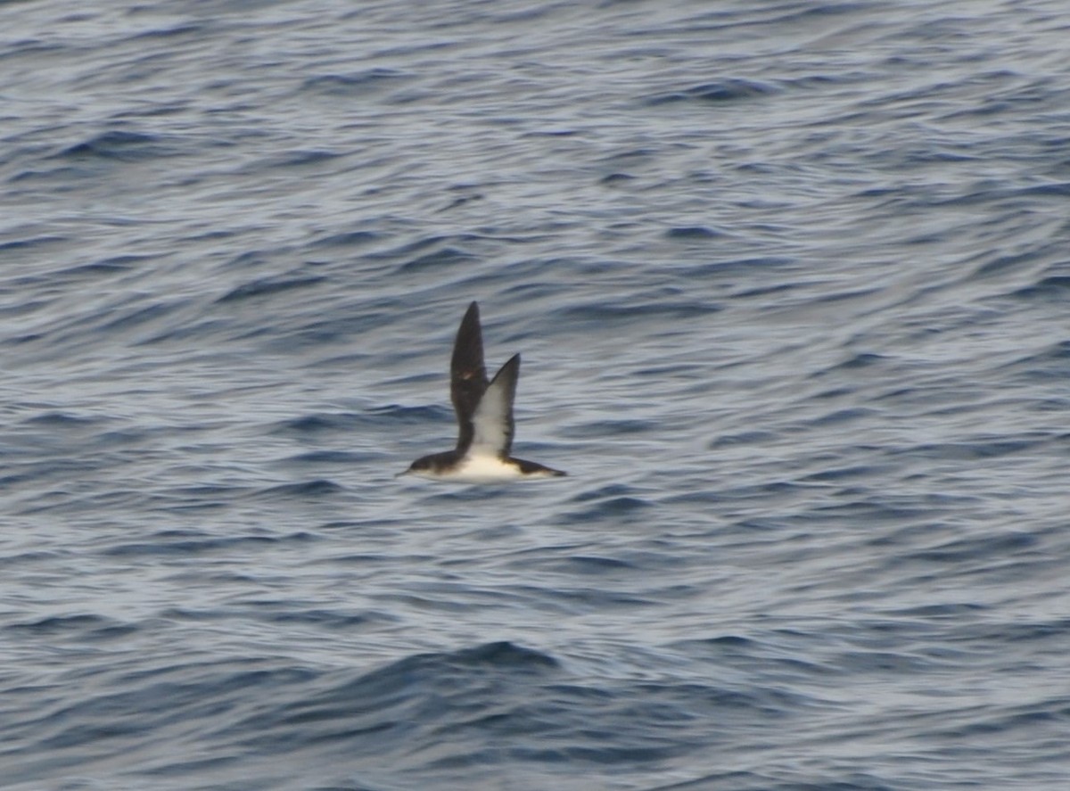 Manx Shearwater - ML175141681