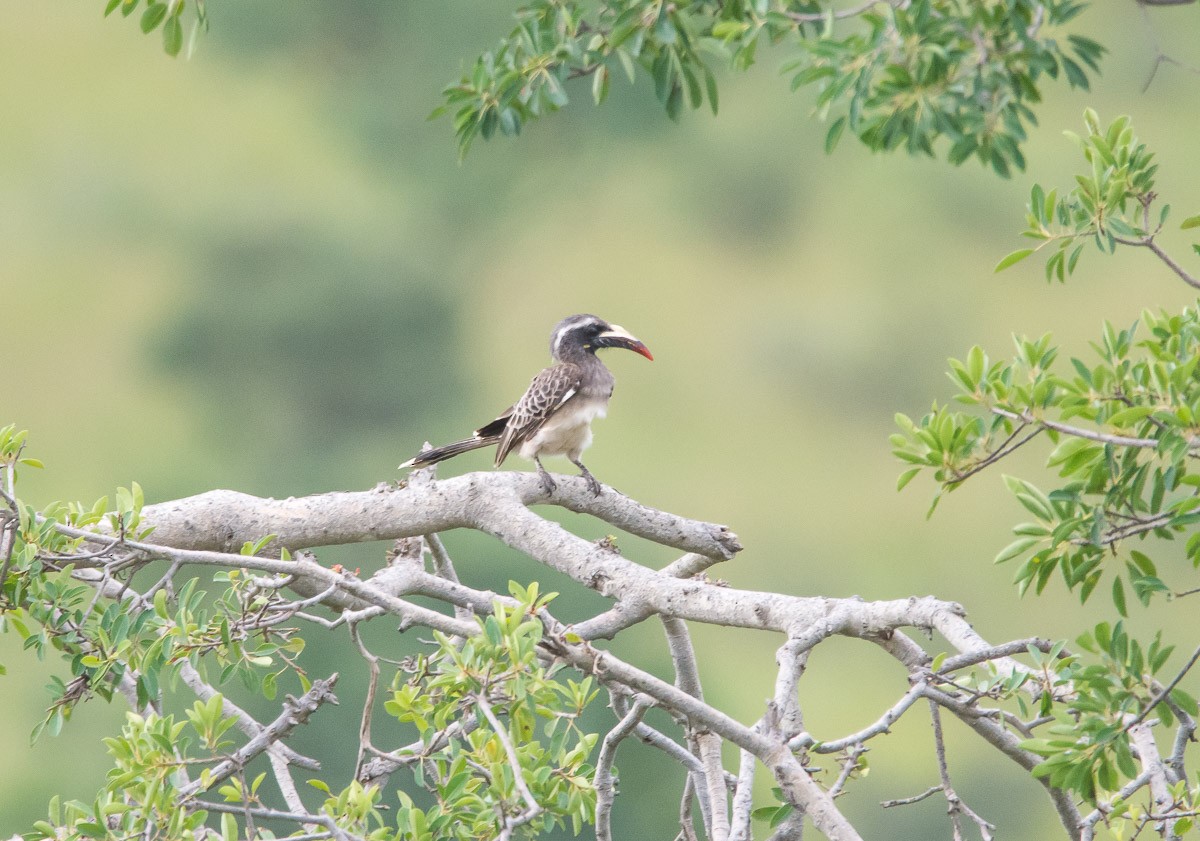 African Gray Hornbill - ML175142751