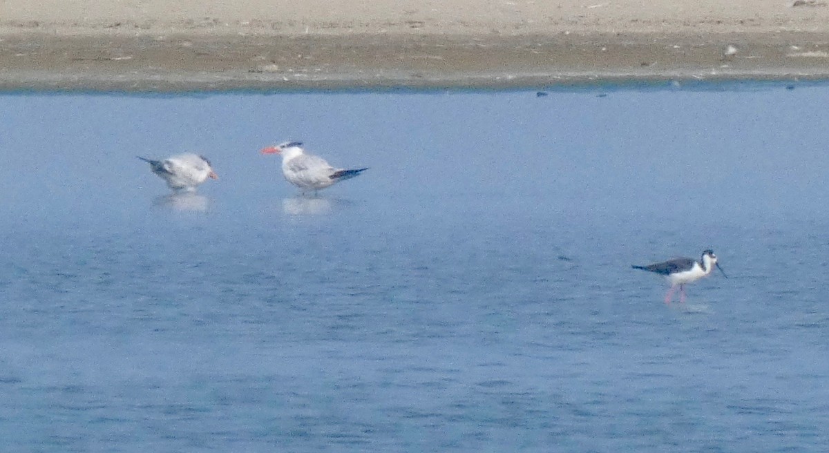 Black-necked Stilt - ML175143311