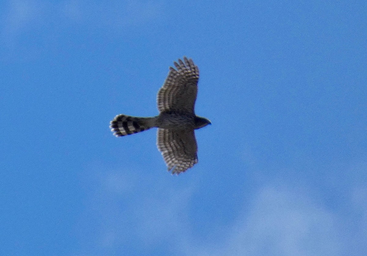 Cooper's Hawk - ML175144731