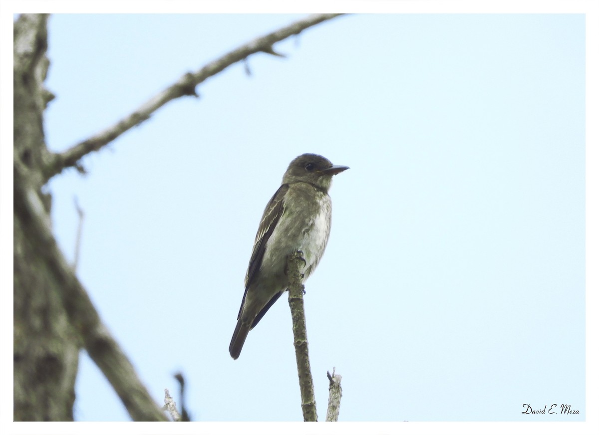 Olive-sided Flycatcher - ML175144961