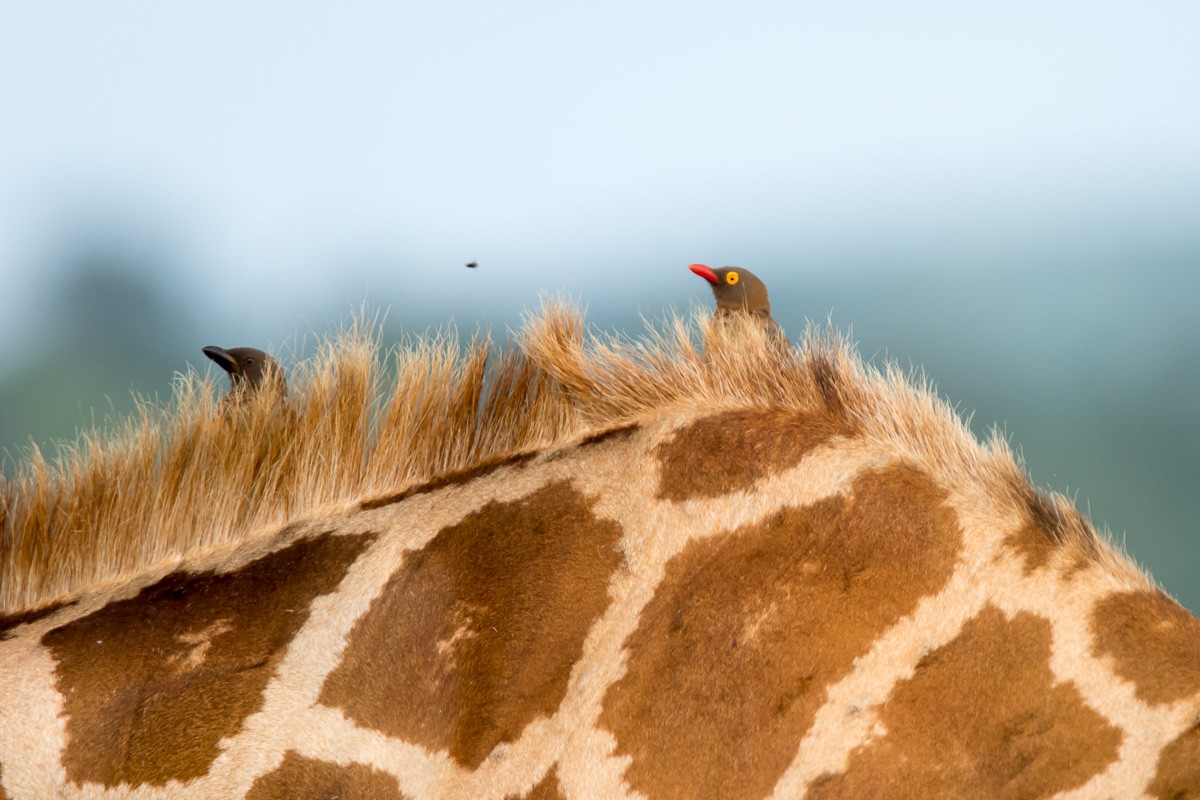 Red-billed Oxpecker - Victor Hugo Michelini