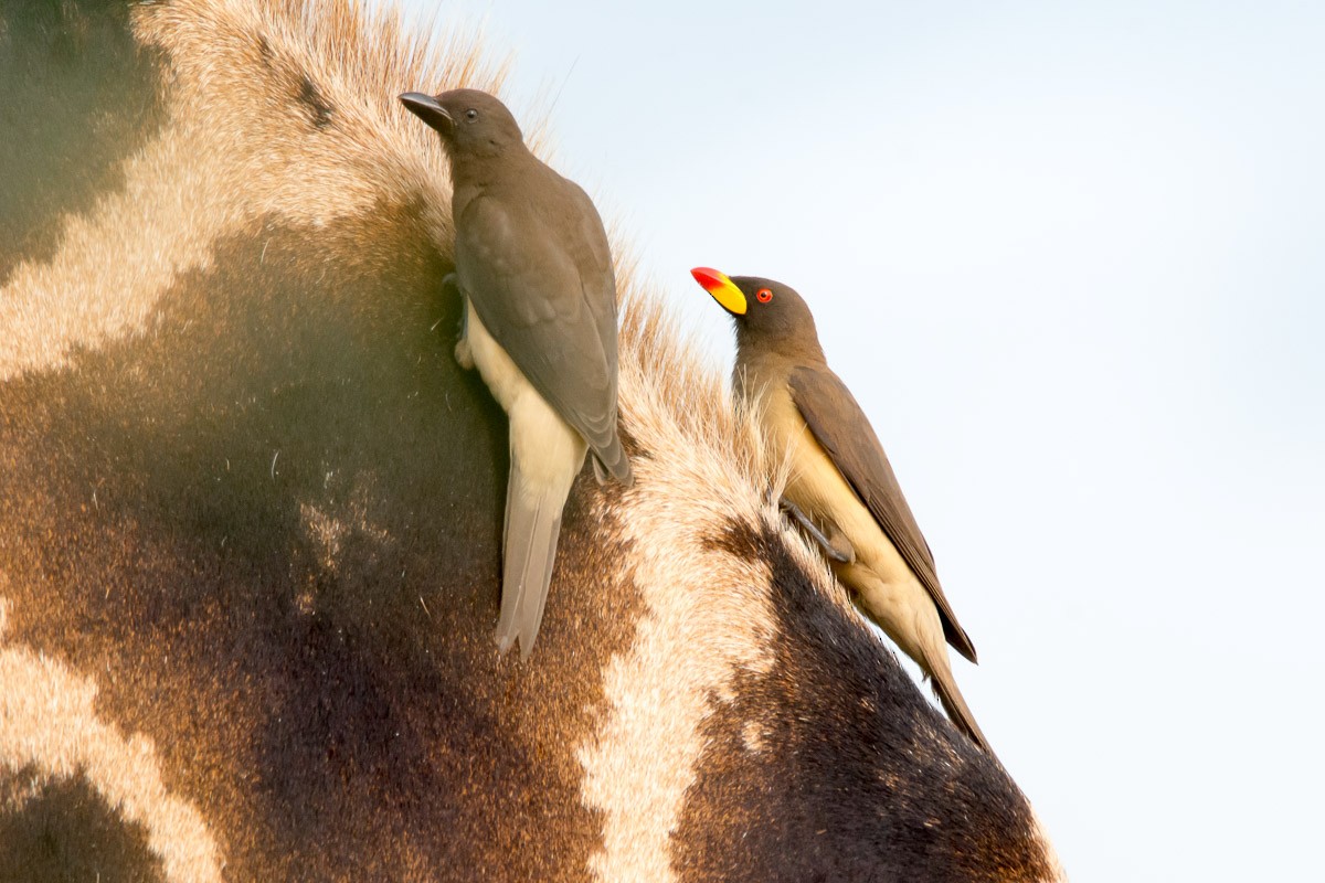 Yellow-billed Oxpecker - ML175145611