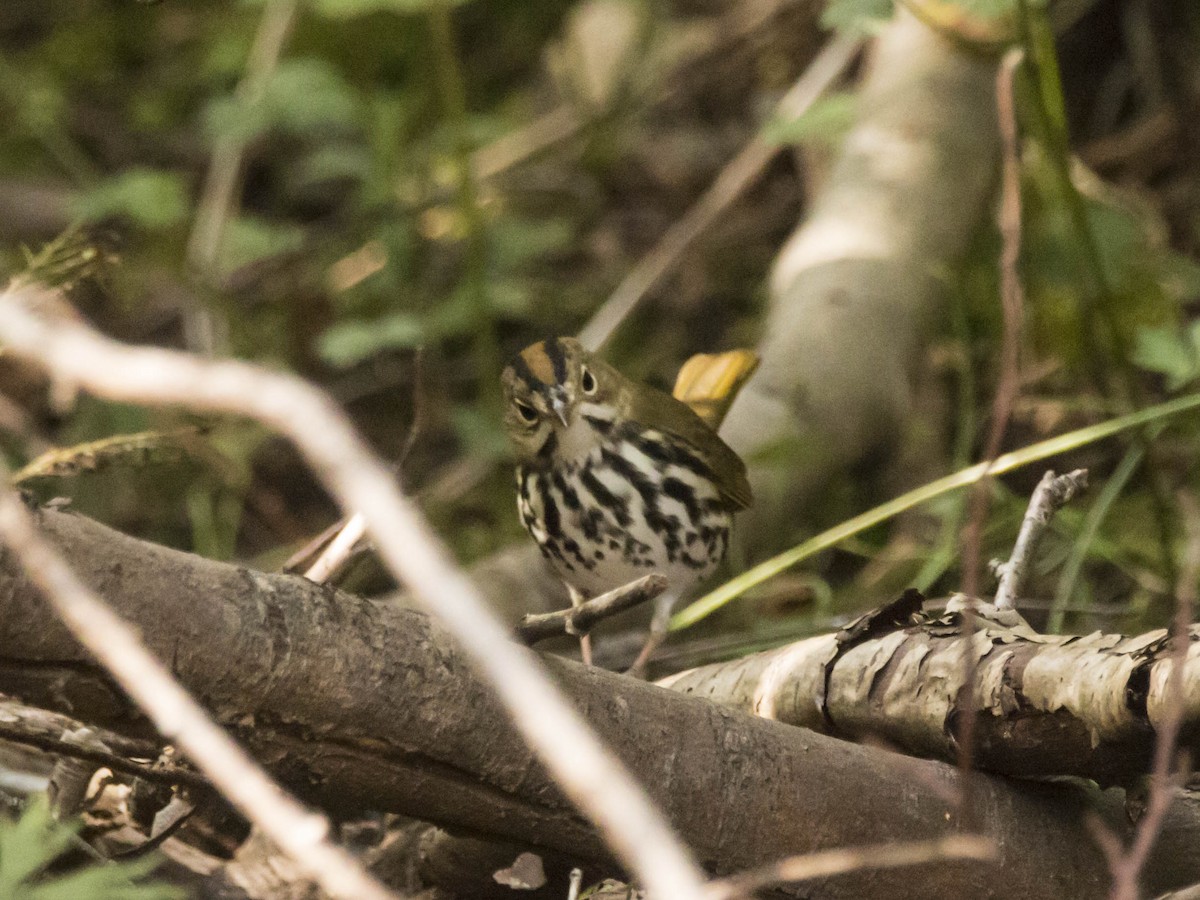 Ovenbird - ML175146821