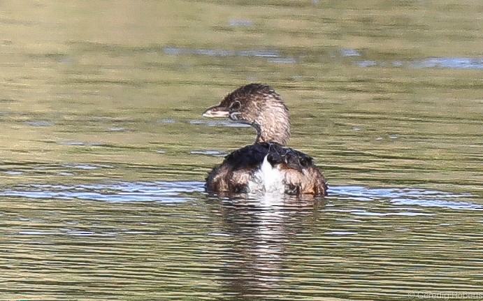 Pied-billed Grebe - ML175146951