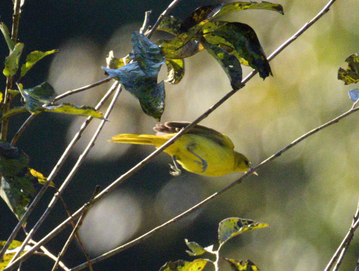 new world warbler sp. - ML175147211