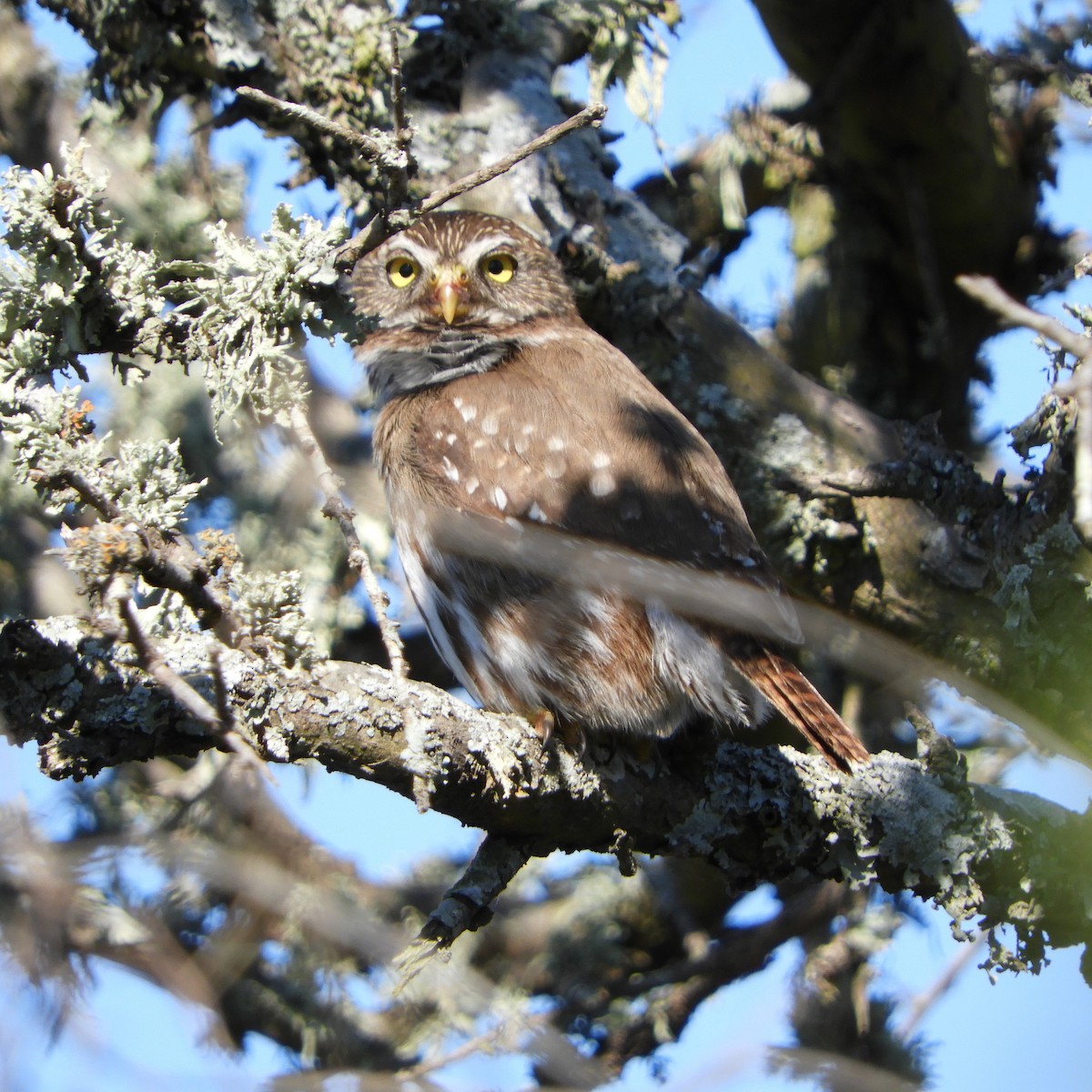 Ferruginous Pygmy-Owl - ML175156251