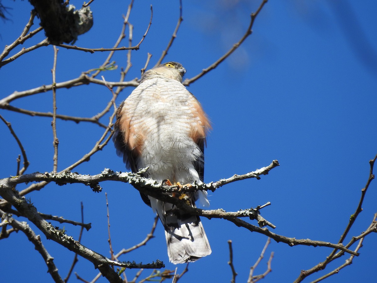 Sharp-shinned Hawk - ML175156321