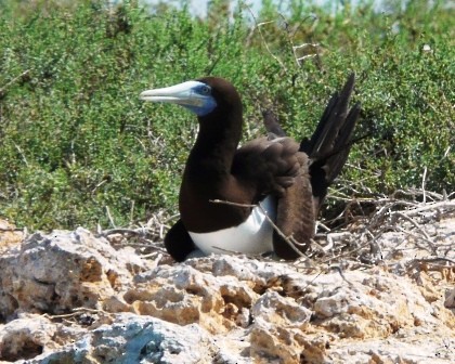 Brown Booby - ML175156781