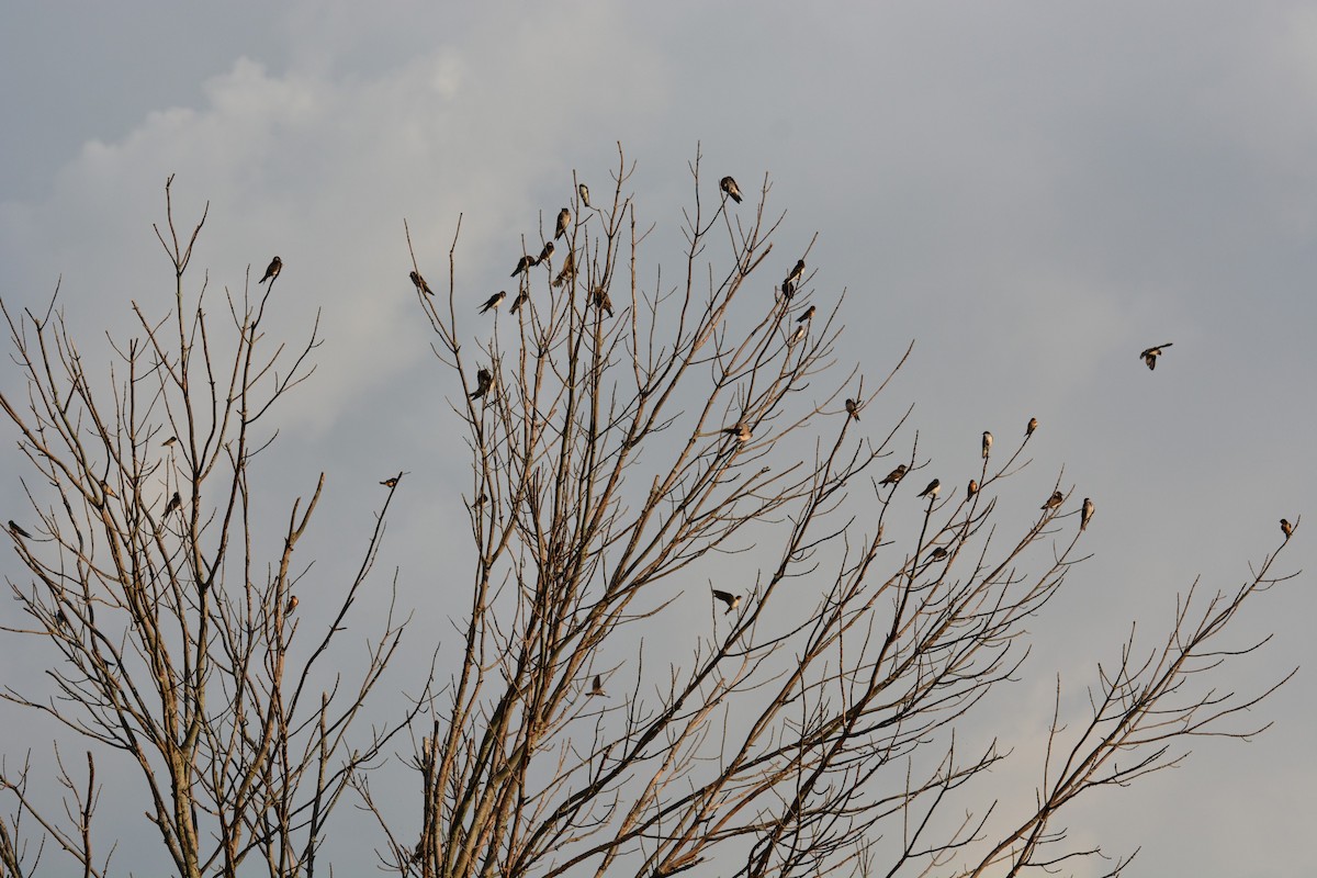 Purple Martin - ML175157631