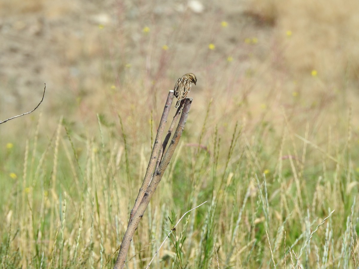 Savannah Sparrow - ML175158531