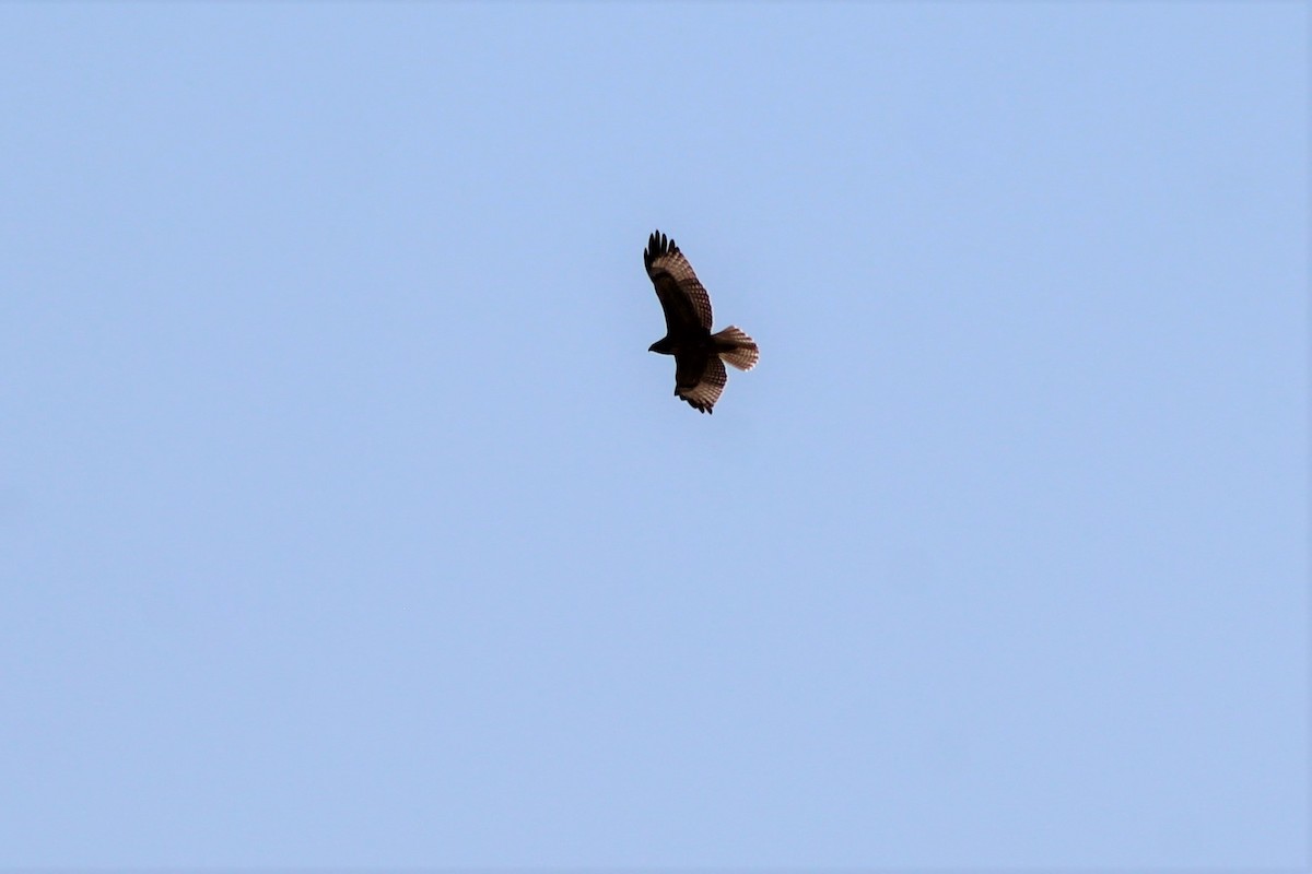 Red-tailed Hawk - ML175158691