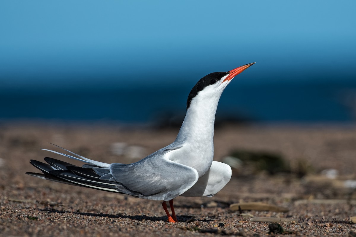 Common Tern - Christian Briand