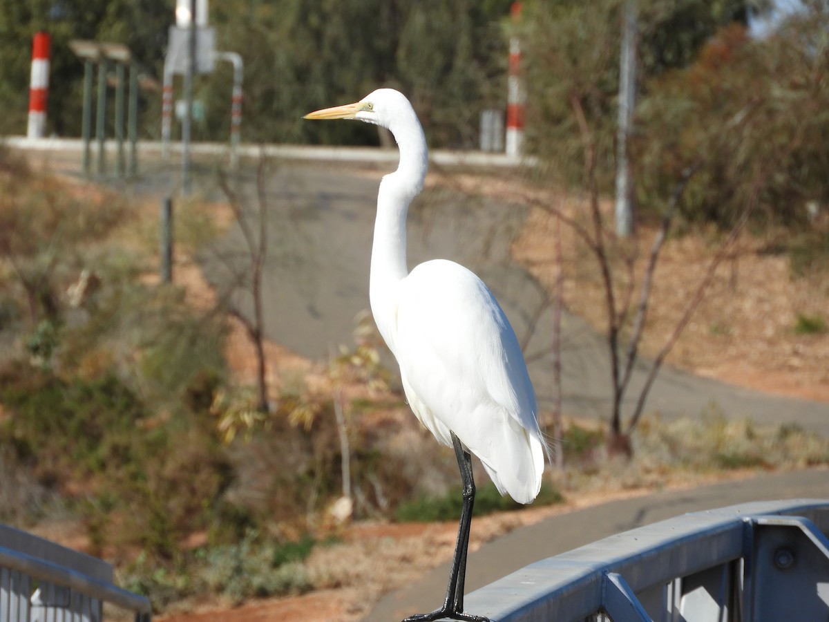 Great Egret (modesta) - ML175159451