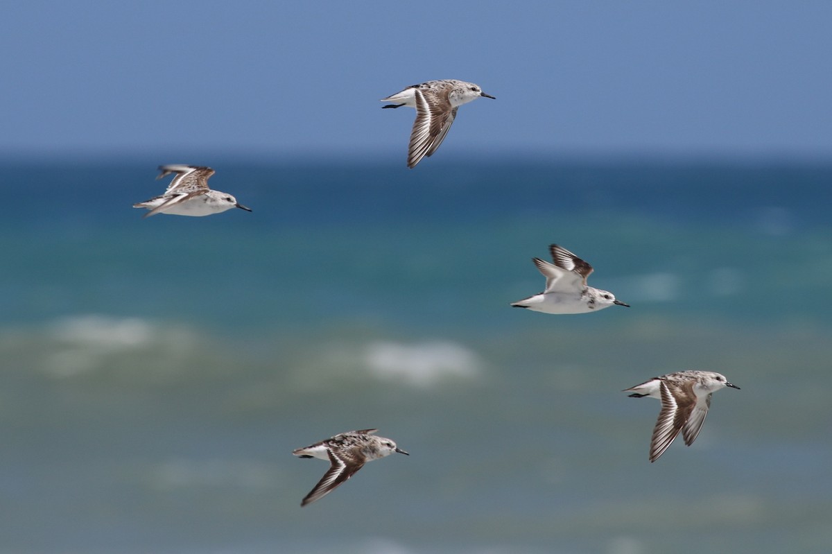 Sanderling - ML175159631