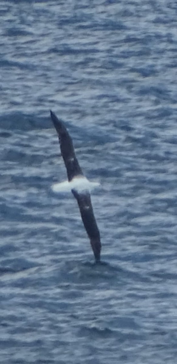 Southern Royal Albatross - ML175160781