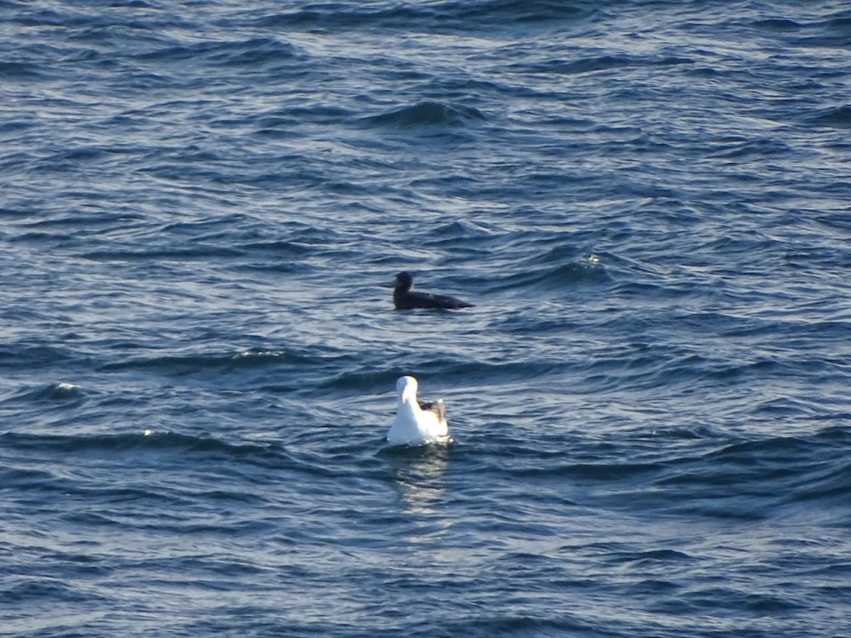 Southern Royal Albatross - ML175161161