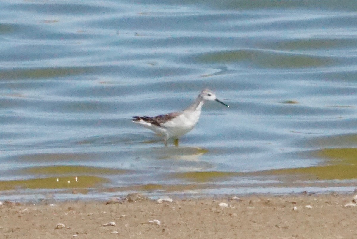 Phalarope de Wilson - ML175163431