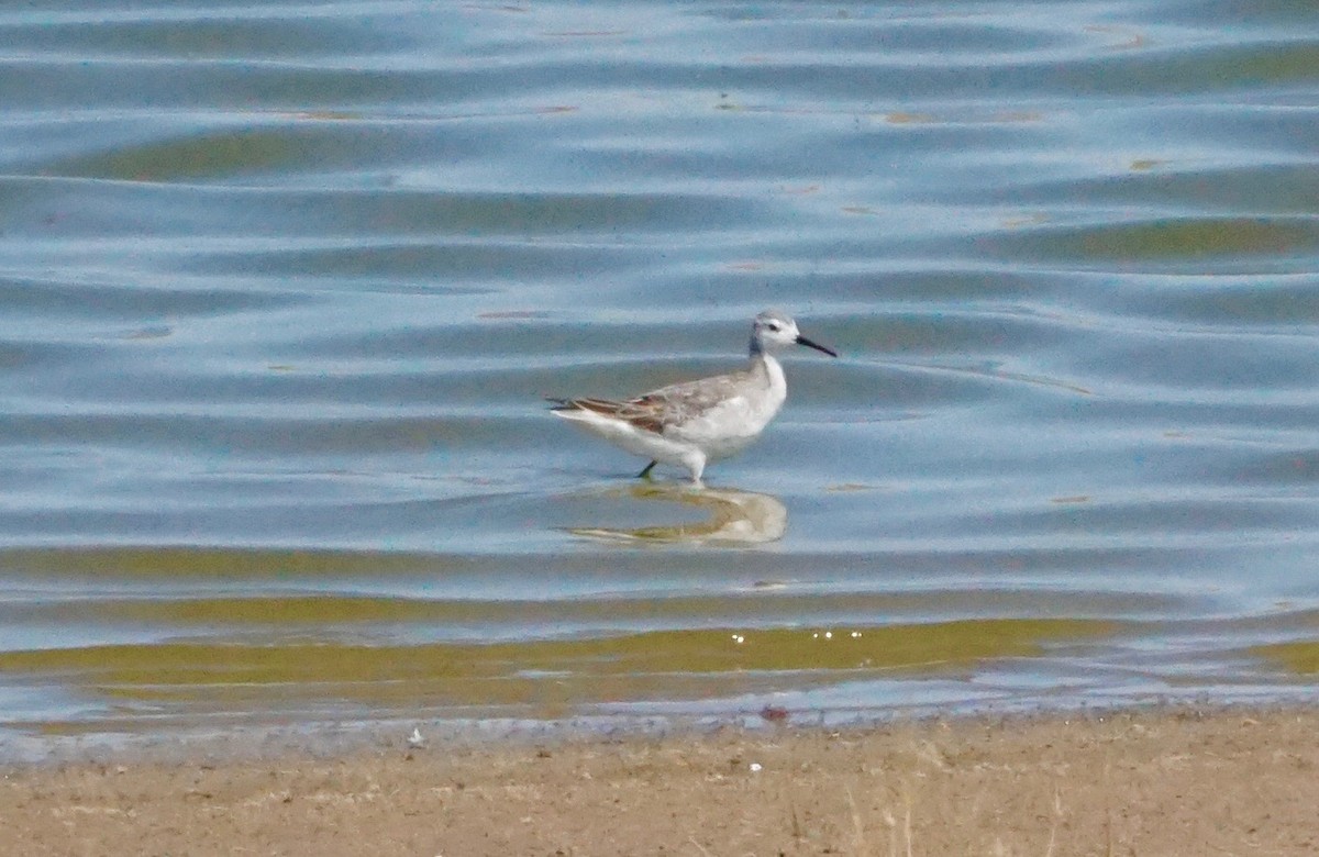 Phalarope de Wilson - ML175163441