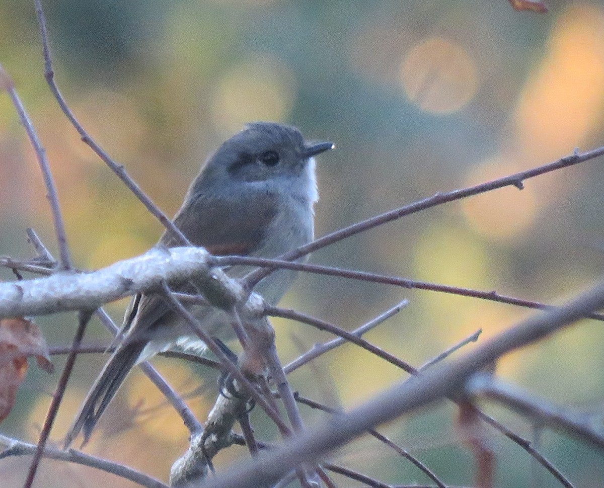 Patagonian Tyrant - G. Thomas Doerig