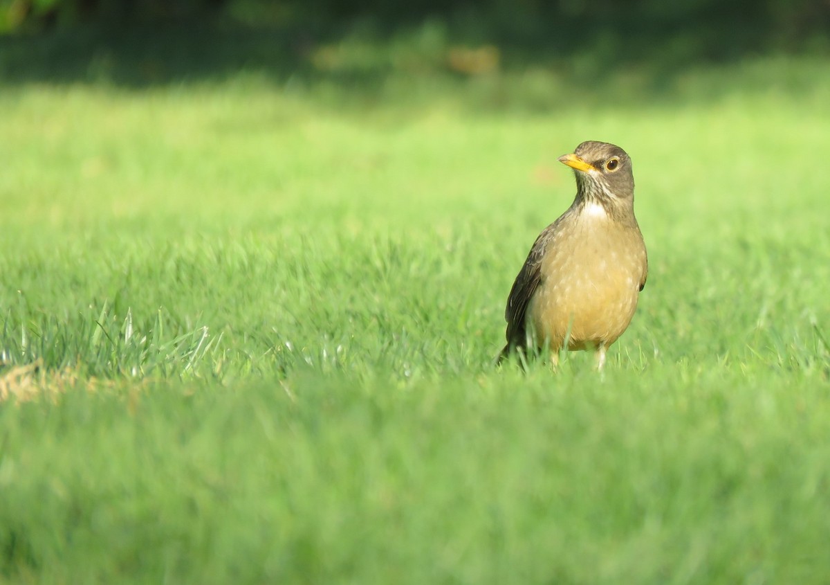 Austral Thrush - ML175166341