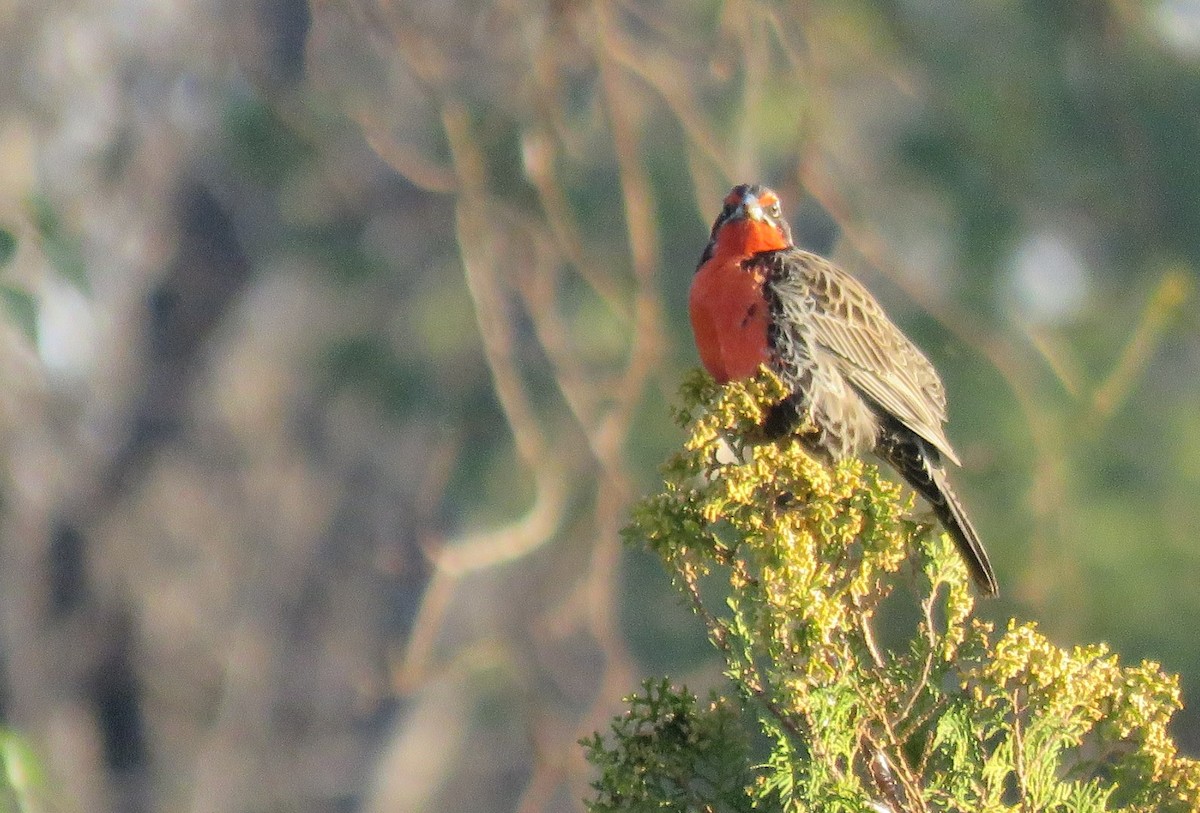 Long-tailed Meadowlark - ML175166451